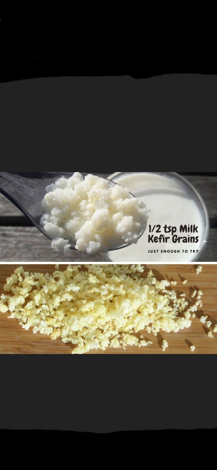 Dehydrated milk kefir grains